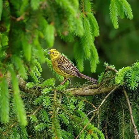 בית נופש 5 Person In Hovborg-by Traum *